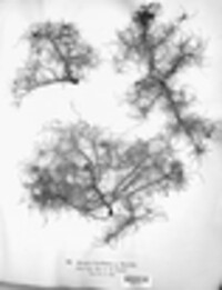 Usnea barbata image